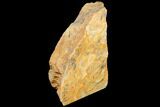 Free-Standing, Polished, Crazy Lace Agate Section - Australia #133024-1